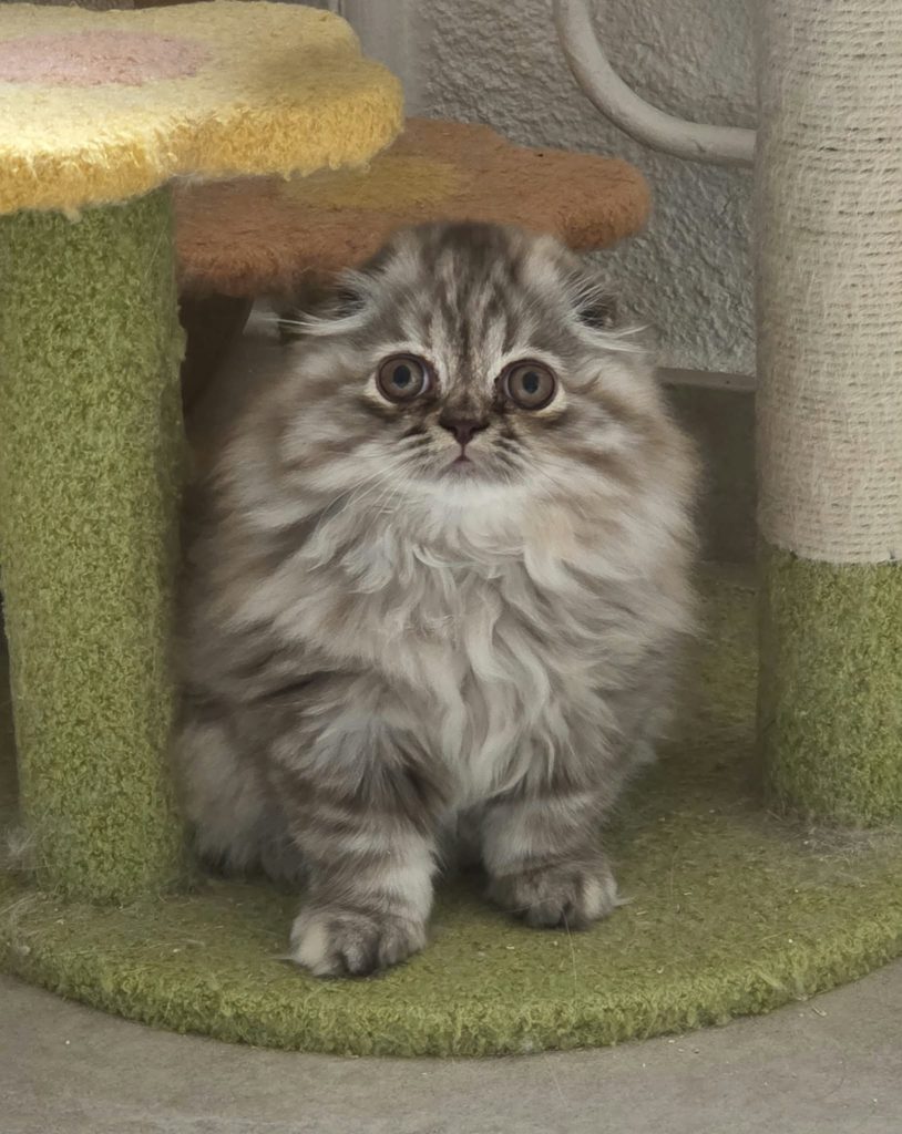 chaton Highland fold