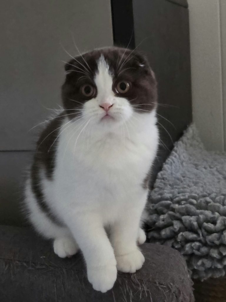 Chaton Scottish Fold