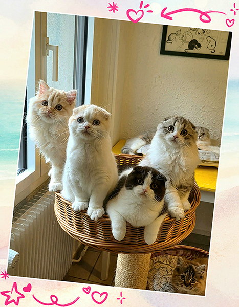 Chatons disponibles