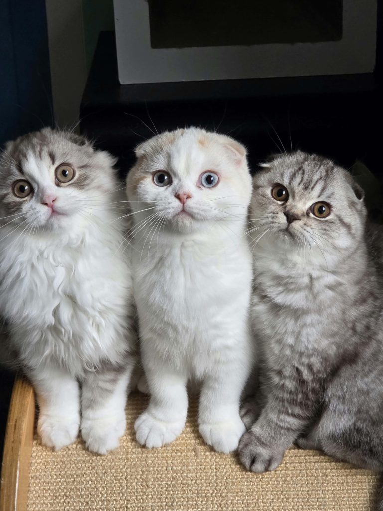 Chatons disponibles