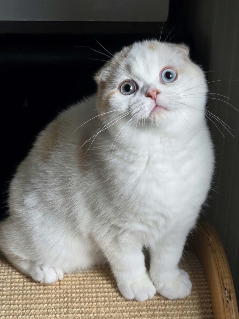 Chaton Scottish Fold