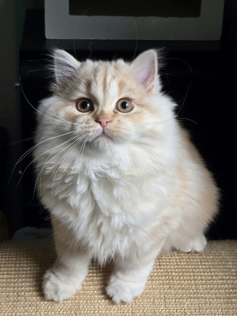 Chaton Highland straight