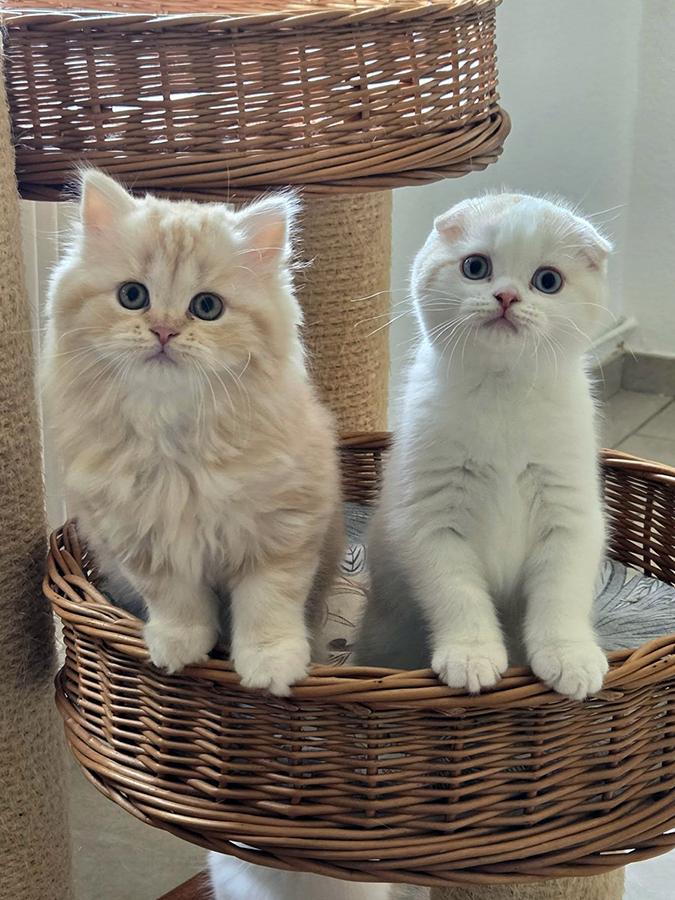 Chatons Highland et Scottish
