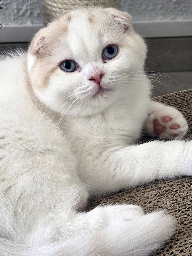 Chaton Scottish Fold