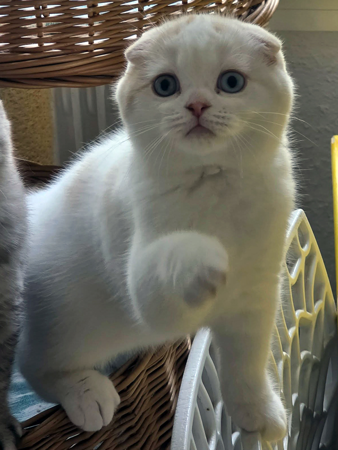Chaton Scottish Fold