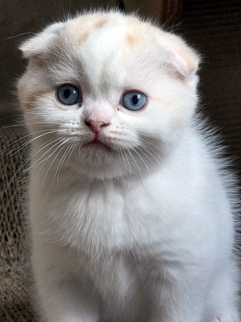 Chaton Scottish Fold
